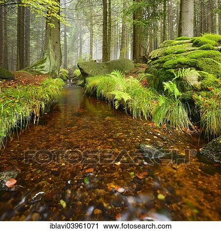 "Stream in a misty mountain forest, Harz Nationa Park, Saxony-Anhalt, Germany, Europe" View Large Photo Image Stock Image - "Stream in a misty mountain forest, Harz Nationa Park, Saxony-Anhalt, Germany, Europe". Fotosearch