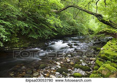 "Stream in the forest, Lake District, England, United Kingdom, Europe" View Large Photo Image Stock Image - "Stream in the forest, Lake District, England, United Kingdom, Europe". Fotosearch