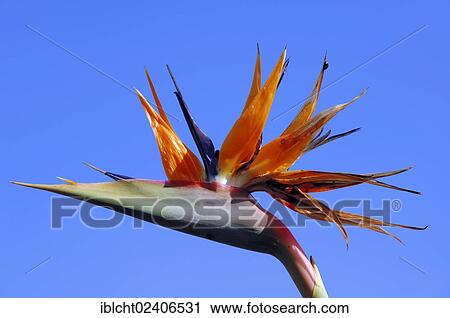 "Strelitzia, Crane Flower or Bird of Paradise (Strelitzia reginae), flower, native to southern Africa, ornamental plant" View Large Photo Image Stock Image - "Strelitzia, Crane Flower or Bird of Paradise (Strelitzia reginae), flower, native to southern Africa, ornamental plant". Fotosearch