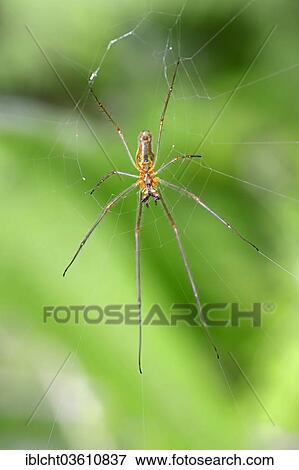 Stock Photo - "Stretch Spider (Tetragnatha spec. ) in spiderweb, Central Macedonia, Greece, Europe". Fotosearch