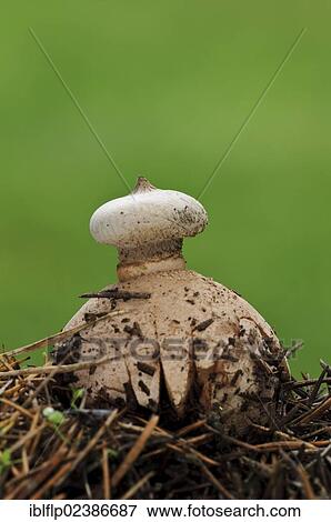 "Striate Earthstar (Geastrum striatum), fruiting body, pushing through fallen pine needles, Clumber Park, Nottinghamshire, England, United Kingdom, Europe" View Large Photo Image Stock Photo - "Striate Earthstar (Geastrum striatum), fruiting body, pushing through fallen pine needles, Clumber Park, Nottinghamshire, England, United Kingdom, Europe". Fotosearch