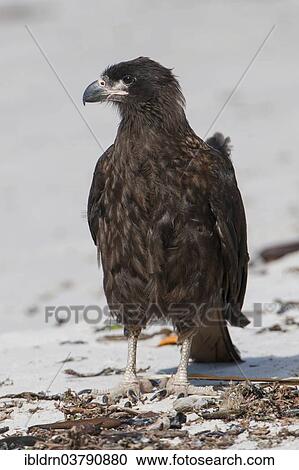 "Striated Caracara or Johnny Rook (Phalcoboenus australis), one of the rarest birds of prey in the world, Carcass Island, Falkland Islands, United Kingdom, South America" View Large Photo Image Stock Image - "Striated Caracara or Johnny Rook (Phalcoboenus australis), one of the rarest birds of prey in the world, Carcass Island, Falkland Islands, United Kingdom, South America". Fotosearch