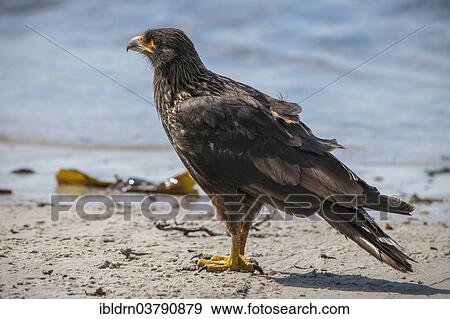 "Striated Caracara or Johnny Rook (Phalcoboenus australis), one of the rarest birds of prey in the world, Carcass Island, Falkland Islands, United Kingdom, South America" View Large Photo Image Stock Photo - "Striated Caracara or Johnny Rook (Phalcoboenus australis), one of the rarest birds of prey in the world, Carcass Island, Falkland Islands, United Kingdom, South America". Fotosearch