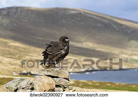 "Striated Caracara (Phalcoboenus australis), Carcass Island, West Falkland, Falkland Islands, United Kingdom, South America" View Large Photo Image Stock Photo - "Striated Caracara (Phalcoboenus australis), Carcass Island, West Falkland, Falkland Islands, United Kingdom, South America". Fotosearch