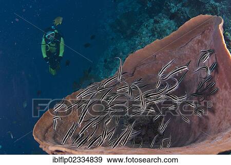 "Striped Catfish (Plotosus lineatus), shoal, swimming in Barrel Sponge (Xestospongia testudinaria), with diver approaching, Lekuan I Dive Site, Manado, Northeast Sulawesi, Indonesia, Southeast Asia, Asia" View Large Photo Image Stock Photo - "Striped Catfish (Plotosus lineatus), shoal, swimming in Barrel Sponge (Xestospongia testudinaria), with diver approaching, Lekuan I Dive Site, Manado, Northeast Sulawesi, Indonesia, Southeast Asia, Asia". Fotosearch