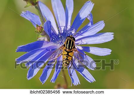 "Striped Hoverfly (Helophilus pendulus) on Common Chicory (Cichorium intybus), North Rhine-Westphalia, Germany, Europe" View Large Photo Image Stock Photograph - "Striped Hoverfly (Helophilus pendulus) on Common Chicory (Cichorium intybus), North Rhine-Westphalia, Germany, Europe". Fotosearch
