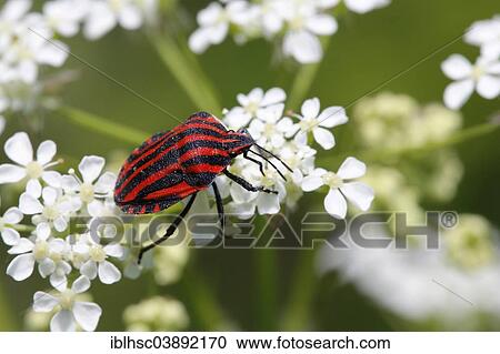 Stock Image - "Striped Shield Bug (Graphosoma lineatum), Swabia, Germany, Europe". Fotosearch