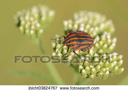 "Striped Shield Bug (graphosoma lineatum), North Rhine-Westphalia, Germany, Europe" View Large Photo Image Stock Photo - "Striped Shield Bug (graphosoma lineatum), North Rhine-Westphalia, Germany, Europe". Fotosearch