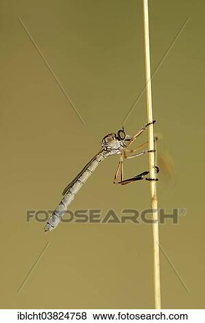 "Striped Slender Robberfly (Leptogaster cylindrica), North Rhine-Westphalia, Germany, Europe" View Large Photo Image Stock Photo - "Striped Slender Robberfly (Leptogaster cylindrica), North Rhine-Westphalia, Germany, Europe". Fotosearch