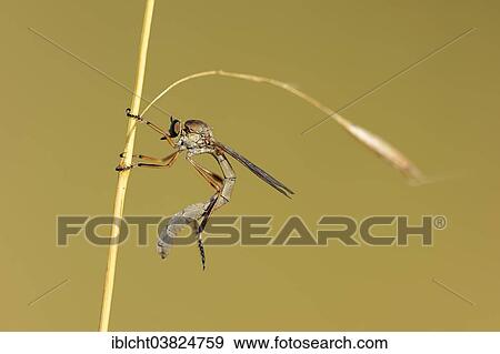 "Striped Slender Robberfly (Leptogaster cylindrica), North Rhine-Westphalia, Germany, Europe" View Large Photo Image Stock Photo - "Striped Slender Robberfly (Leptogaster cylindrica), North Rhine-Westphalia, Germany, Europe". Fotosearch