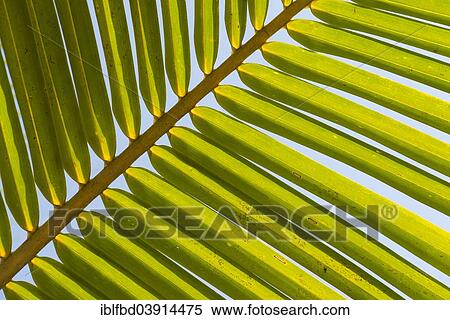 "Structure of a green palm frond, India, Asia" View Large Photo Image Stock Photography - "Structure of a green palm frond, India, Asia". Fotosearch