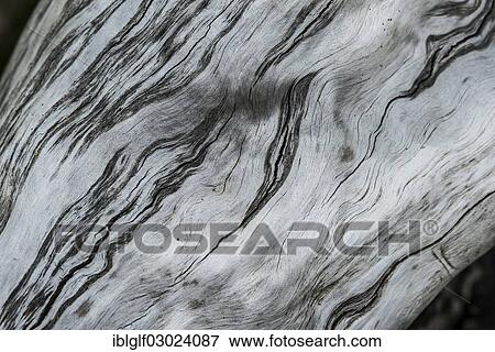 Stock Photo - "Structure of driftwood, close-up, Egling, Bavaria, Germany, Europe". Fotosearch