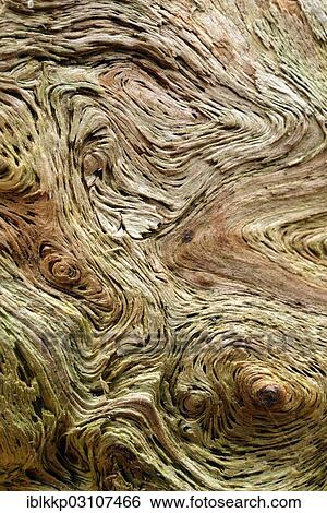 Stock Photograph - Structure on dead wood. Fotosearch
