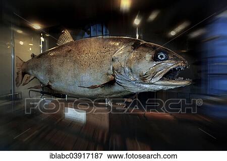 "Stuffed Huchen (Hucho hucho), 25kg, taxidermy, from the Loisach River in the German Hunting and Fishing Museum, Munich, Upper Bavaria, Bavaria, Germany, Europe" View Large Photo Image Stock Photo - "Stuffed Huchen (Hucho hucho), 25kg, taxidermy, from the Loisach River in the German Hunting and Fishing Museum, Munich, Upper Bavaria, Bavaria, Germany, Europe". Fotosearch