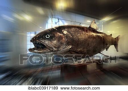 Stock Photo - "Stuffed Huchen (Hucho hucho), 25kg, taxidermy, from the Loisach River in the German Hunting and Fishing Museum, Munich, Upper Bavaria, Bavaria, Germany, Europe". Fotosearch