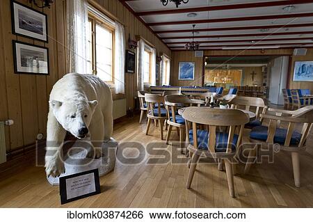 "Stuffed Polar Bear inside the Var frelsers kirke pa Spitsbergen or Church of Our Savior on Svalbard, northernmost church in the world, Longyearbyen, Spitsbergen, Svalbard, Svalbard and Jan Mayen, Norway, Europe" View Large Photo Image Stock Photograph - "Stuffed Polar Bear inside the Var frelsers kirke pa Spitsbergen or Church of Our Savior on Svalbard, northernmost church in the world, Longyearbyen, Spitsbergen, Svalbard, Svalbard and Jan Mayen, Norway, Europe". Fotosearch