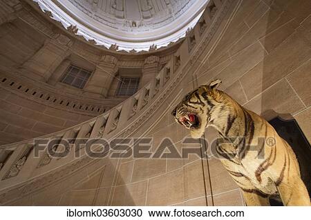 Stock Image - "Stuffed tiger, Palace Hotel, Umaid Bhawan Palace, Jodhpur, Rajasthan, India, Asia". Fotosearch