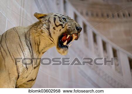 "Stuffed tiger, Palace Hotel, Umaid Bhawan Palace, Jodhpur, Rajasthan, India, Asia" View Large Photo Image Stock Photo - "Stuffed tiger, Palace Hotel, Umaid Bhawan Palace, Jodhpur, Rajasthan, India, Asia". Fotosearch