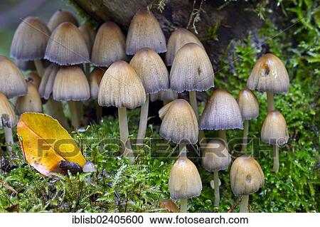 "Stump fairy helmet (Mycena stipata) growing on moss-covered dead wood, Brandenburg, Germany, Europe" View Large Photo Image Stock Image - "Stump fairy helmet (Mycena stipata) growing on moss-covered dead wood, Brandenburg, Germany, Europe". Fotosearch