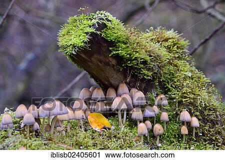 "Stump fairy helmet (Mycena stipata) growing on moss-covered dead wood, Brandenburg, Germany, Europe" View Large Photo Image Stock Image - "Stump fairy helmet (Mycena stipata) growing on moss-covered dead wood, Brandenburg, Germany, Europe". Fotosearch