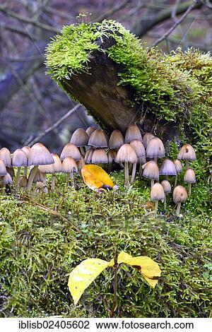 Stock Image - "Stump fairy helmet (Mycena stipata) growing on moss-covered dead wood, Brandenburg, Germany, Europe". Fotosearch