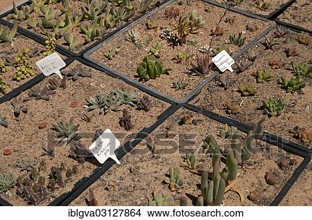 "Succulent plants for sale in the world's largest succulent nursery """"Kokerboom"""", Vanrhynsdorp, Vanrhynsdorp, South Africa, Africa" View Large Photo Image Picture - "Succulent plants for sale in the world's largest succulent nursery """"Kokerboom"""", Vanrhynsdorp, Vanrhynsdorp, South Africa, Africa". Fotosearch