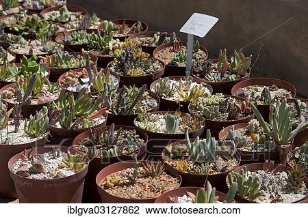 "Succulent plants for sale in the world's largest succulent nursery """"Kokerboom"""", Vanrhynsdorp, Vanrhynsdorp, South Africa, Africa" View Large Photo Image Stock Image - "Succulent plants for sale in the world's largest succulent nursery """"Kokerboom"""", Vanrhynsdorp, Vanrhynsdorp, South Africa, Africa". Fotosearch