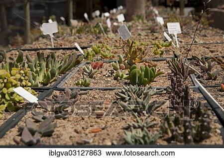"Succulent plants for sale in the world's largest succulent nursery """"Kokerboom"""", Vanrhynsdorp, Vanrhynsdorp, South Africa, Africa" View Large Photo Image Stock Image - "Succulent plants for sale in the world's largest succulent nursery """"Kokerboom"""", Vanrhynsdorp, Vanrhynsdorp, South Africa, Africa". Fotosearch