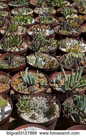 "Succulent plants for sale in the world's largest succulent nursery """"Kokerboom"""", Vanrhynsdorp, Vanrhynsdorp, South Africa, Africa" View Large Photo Image Stock Photo - "Succulent plants for sale in the world's largest succulent nursery """"Kokerboom"""", Vanrhynsdorp, Vanrhynsdorp, South Africa, Africa". Fotosearch