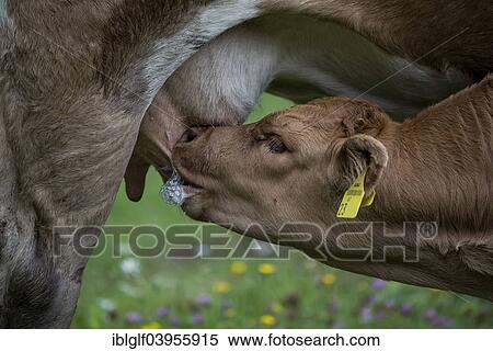 "Suckling calf on meadow, St. Ilgen, Bodenbauer, Joseralm, Styria, Austria, Europe" View Large Photo Image Stock Photography - "Suckling calf on meadow, St. Ilgen, Bodenbauer, Joseralm, Styria, Austria, Europe". Fotosearch