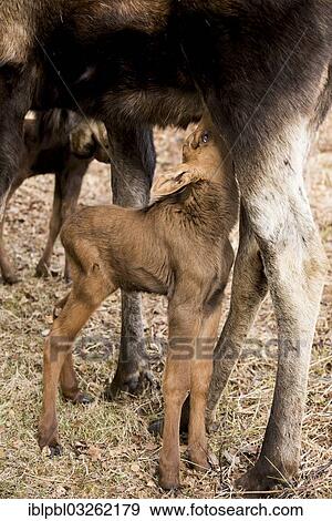 "Suckling Moose calf (Alces americanus), Anchorage, Alaska, United States, North America" View Large Photo Image Stock Photo - "Suckling Moose calf (Alces americanus), Anchorage, Alaska, United States, North America". Fotosearch