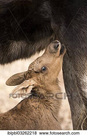 Stock Photo - "Suckling Moose calf (Alces americanus), Anchorage, Alaska, United States, North America". Fotosearch
