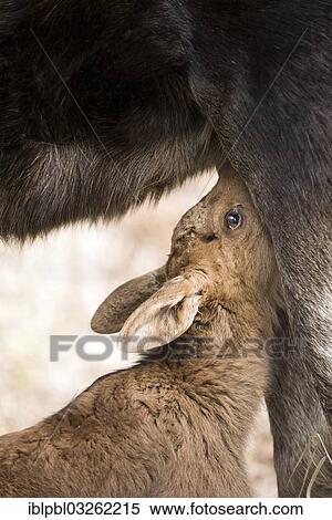"Suckling Moose calf (Alces americanus), Anchorage, Alaska, United States, North America" View Large Photo Image Stock Photography - "Suckling Moose calf (Alces americanus), Anchorage, Alaska, United States, North America". Fotosearch