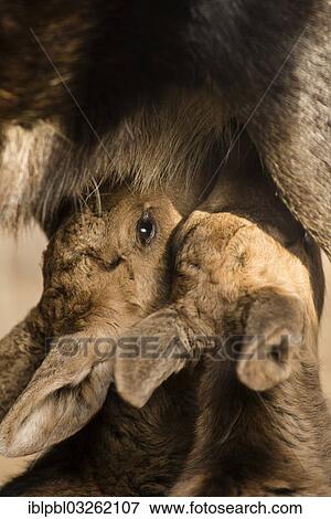 "Suckling Moose calves (Alces americanus), Anchorage, Alaska, United States, North America" View Large Photo Image Stock Photo - "Suckling Moose calves (Alces americanus), Anchorage, Alaska, United States, North America". Fotosearch