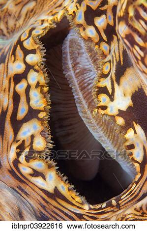 Stock Photograph - "Suction hole of a Giant Clam (Tridacna gigas), Sabang Beach, Puerto Galera, Mindoro, Philippines, Asia". Fotosearch