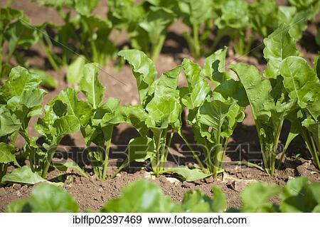 "Sugar Beet (Beta vulgaris), crop, young plants in field, Lincolnshire, England, United Kingdom, Europe" View Large Photo Image Stock Photo - "Sugar Beet (Beta vulgaris), crop, young plants in field, Lincolnshire, England, United Kingdom, Europe". Fotosearch
