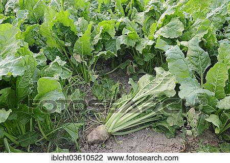 "Sugar beet (Beta vulgaris ssp. Vulgaris var altissima), Central Macedonia, Greece, Europe" View Large Photo Image Stock Image - "Sugar beet (Beta vulgaris ssp. Vulgaris var altissima), Central Macedonia, Greece, Europe". Fotosearch