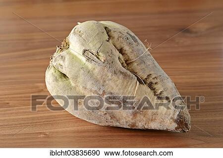 Sugar Beet (Beta vulgaris ssp. vulgaris var. altissima) View Large Photo Image Stock Image - Sugar Beet (Beta vulgaris ssp. vulgaris var. altissima). Fotosearch