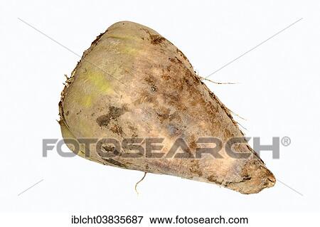 Stock Photo - Sugar Beet (Beta vulgaris ssp. vulgaris var. altissima). Fotosearch