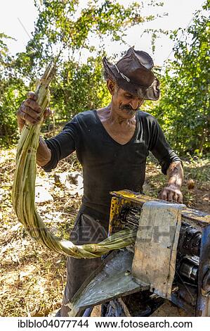 "Sugar cane farmer extracting the sugar cane juice with a a mechanical sugar cane squeezing machine, sugar cane plantation, Valle de los Ingenios, Trinidad, Sancti Spiritus Province, Cuba, North America" View Large Photo Image Picture - "Sugar cane farmer extracting the sugar cane juice with a a mechanical sugar cane squeezing machine, sugar cane plantation, Valle de los Ingenios, Trinidad, Sancti Spiritus Province, Cuba, North America". Fotosearch