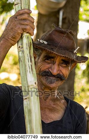 "Sugar cane farmer holding sugar canes, sugar cane plantation, Valle de los Ingenios, Trinidad, Sancti Spiritus Province, Cuba, North America" View Large Photo Image Stock Photo - "Sugar cane farmer holding sugar canes, sugar cane plantation, Valle de los Ingenios, Trinidad, Sancti Spiritus Province, Cuba, North America". Fotosearch