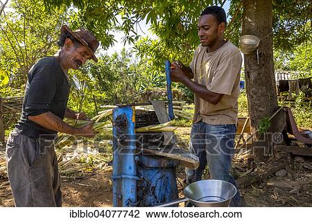 Stock Image - "Sugar cane farmers extracting the sugar cane juice with a a mechanical sugar cane squeezing machine, sugar cane plantation, Valle de los Ingenios, Trinidad, Sancti Spiritus Province, Cuba, North America". Fotosearch