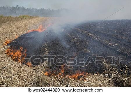 Stock Image - "Sugar cane fields being burned at harvest time in southern Louisiana, Franklin, Louisiana, USA". Fotosearch