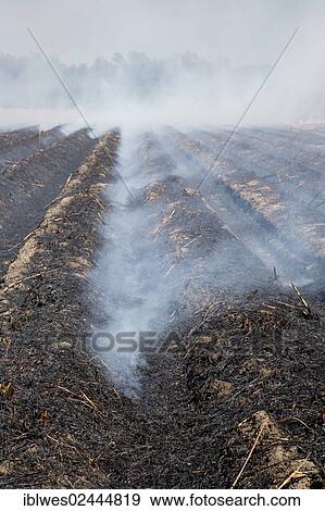 Stock Photo - "Sugar cane fields being burned at harvest time in southern Louisiana, Franklin, Louisiana, USA". Fotosearch