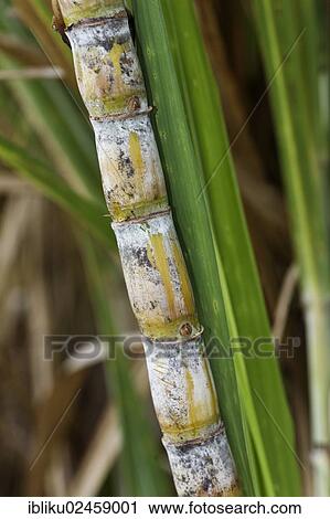 "Sugar cane, Guadeloupe, Caribbean, Lesser Antilles, North America" View Large Photo Image Stock Image - "Sugar cane, Guadeloupe, Caribbean, Lesser Antilles, North America". Fotosearch