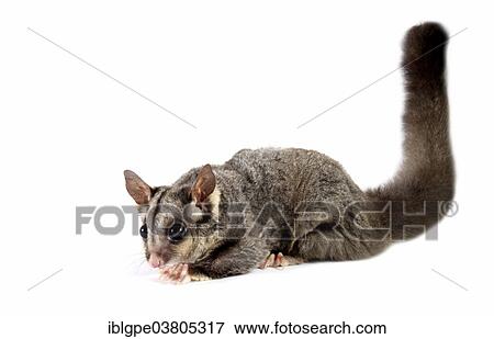 Sugar Glider (Petaurus breviceps) View Large Photo Image Stock Photo - Sugar Glider (Petaurus breviceps). Fotosearch