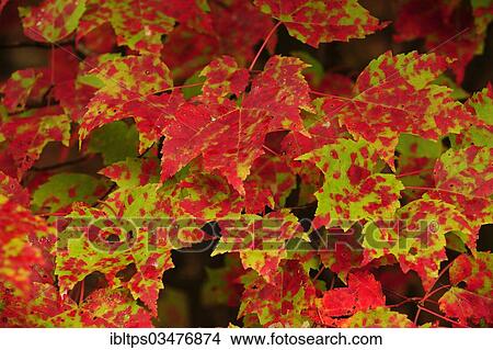 "Sugar Maple (Acer saccharum) in autumn colours, Indian Summer, Algonquin Provincial Park, Ontario Province, Canada, North America" View Large Photo Image Picture - "Sugar Maple (Acer saccharum) in autumn colours, Indian Summer, Algonquin Provincial Park, Ontario Province, Canada, North America". Fotosearch