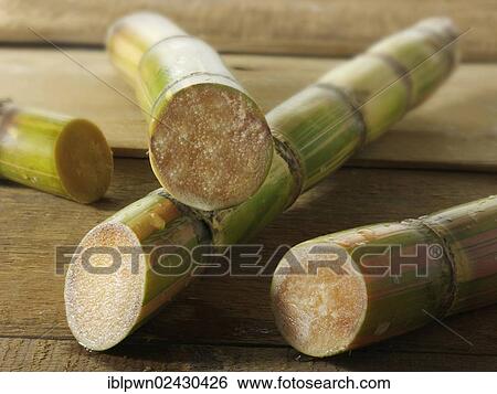 "Sugarcane stalks, cut open so you can see the inside" View Large Photo Image Stock Photograph - "Sugarcane stalks, cut open so you can see the inside". Fotosearch
