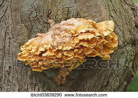 "Sulphur Polypore, or Sulphur Shelf (Laetiporus sulphureus), Gelderland, The Netherlands, Europe" View Large Photo Image Stock Image - "Sulphur Polypore, or Sulphur Shelf (Laetiporus sulphureus), Gelderland, The Netherlands, Europe". Fotosearch