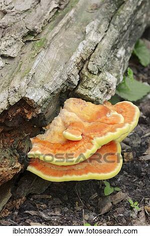 "Sulphur Polypore, or Sulphur Shelf (Laetiporus sulphureus), Gelderland, The Netherlands, Europe" View Large Photo Image Stock Photo - "Sulphur Polypore, or Sulphur Shelf (Laetiporus sulphureus), Gelderland, The Netherlands, Europe". Fotosearch